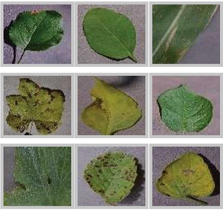 Fig. 1: Sample examples of plant leaf images.